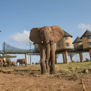 3 Days Tsavo Safari Tour Package